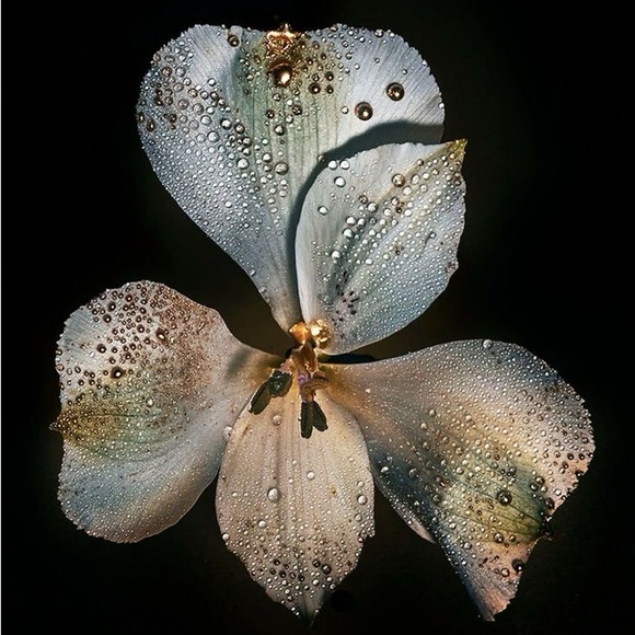 Meet your Posher, Mia - Picture 1 of 1